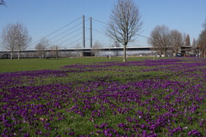 Anfang März ist die Blüte tausender violetter Krokusse ein besonderes Highlight © Helmut Friedrichs, RVDL