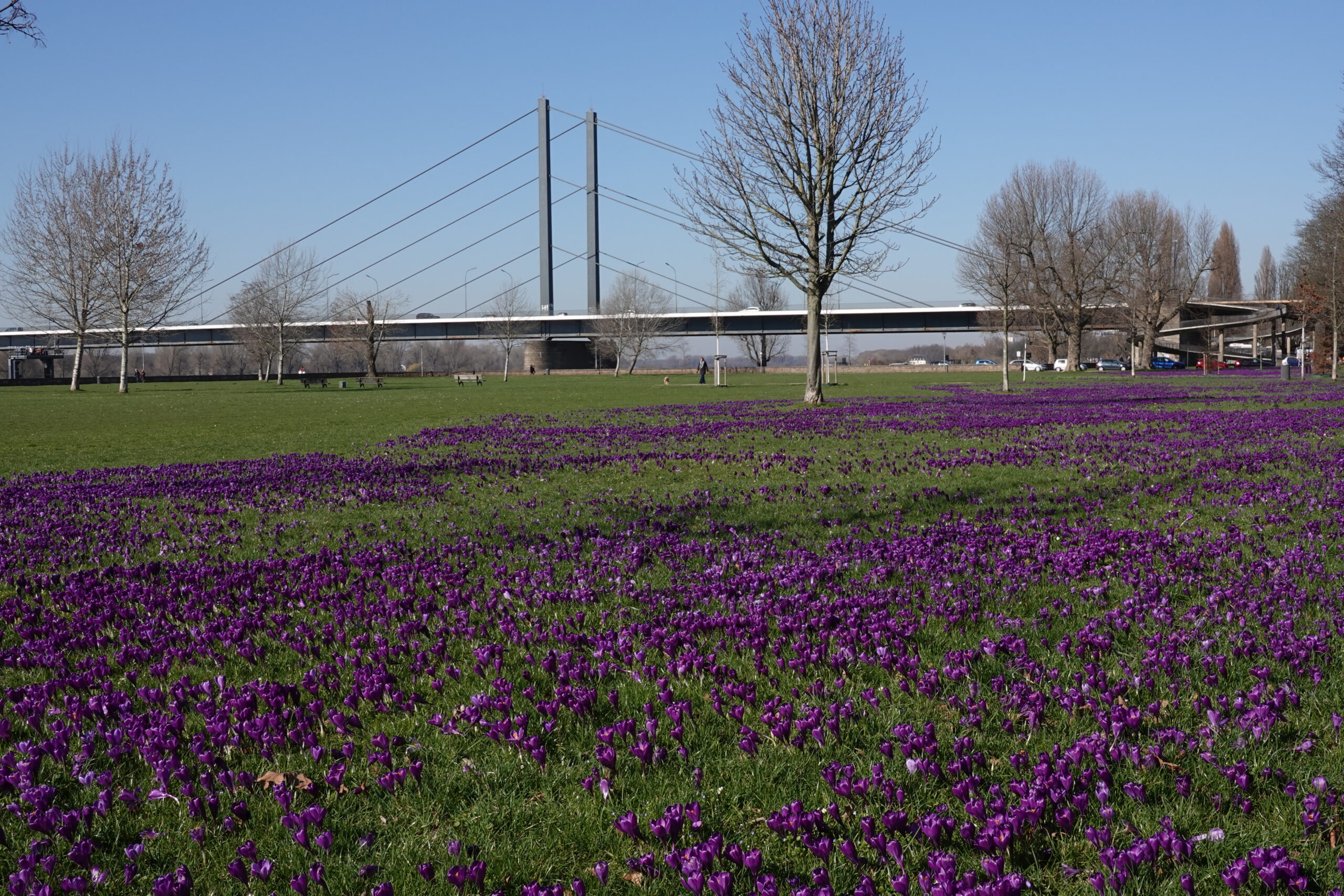 Anfang März ist die Blüte tausender violetter Krokusse ein besonderes Highlight © Helmut Friedrichs, RVDL