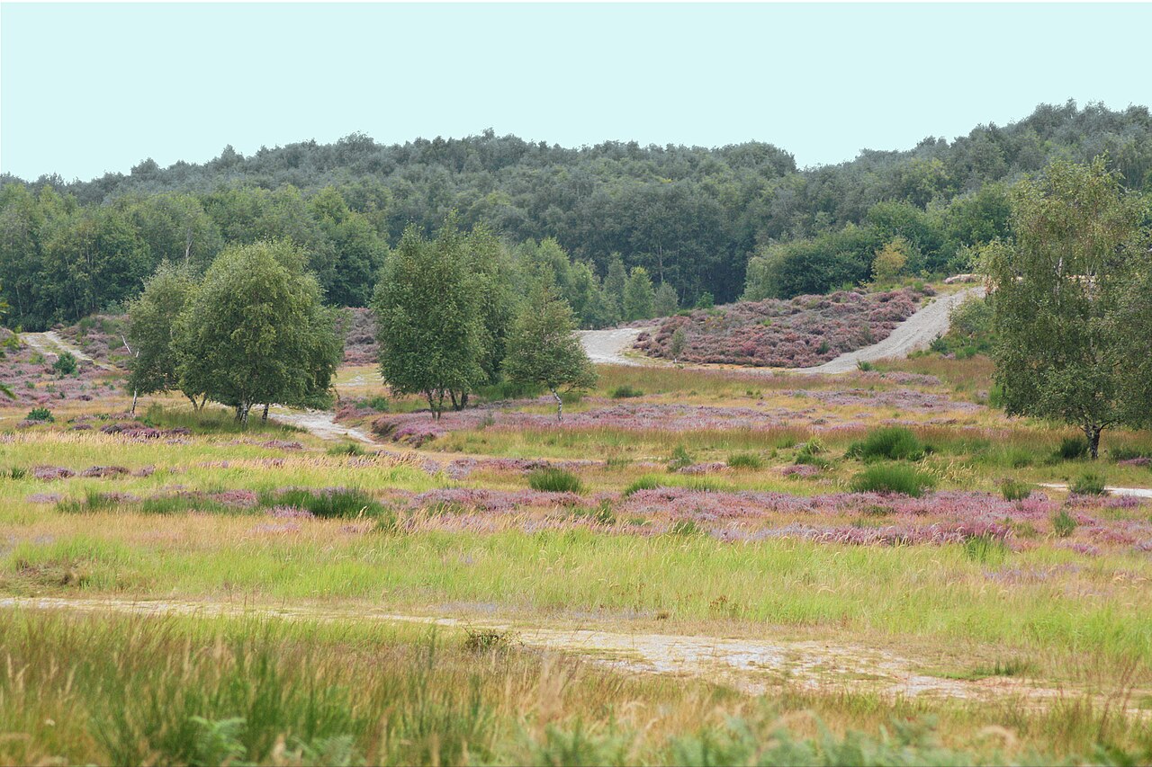 Wahner Heide © Olbertz, CC BY-SA 3.0, via Wikimedia Commons